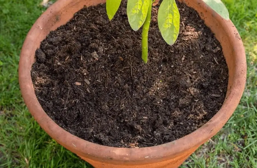 dwarf fruit trees for small spaces