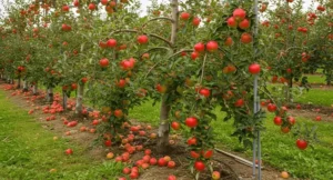 dwarf fruit trees for small spaces