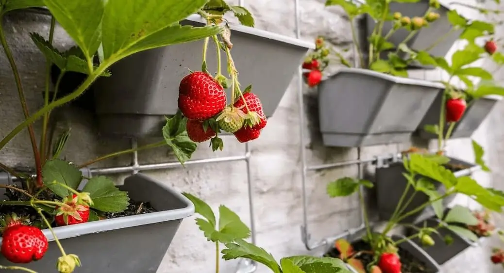 fruit gardening in limited space