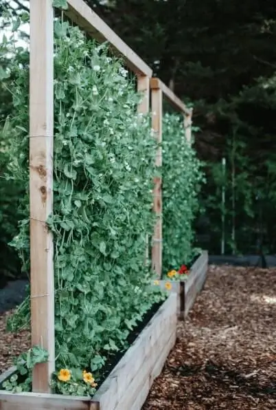fruit gardening in limited space