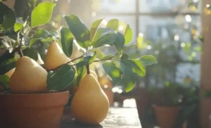 fruit gardening in limited space