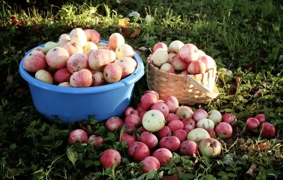 fruit pot gardening for beginners