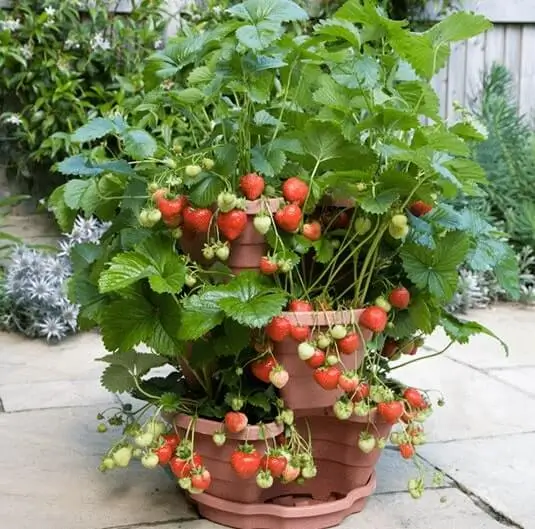 growing fruit in containers in small spaces