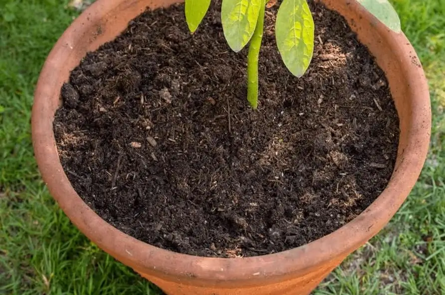 growing fruit in containers in small spaces