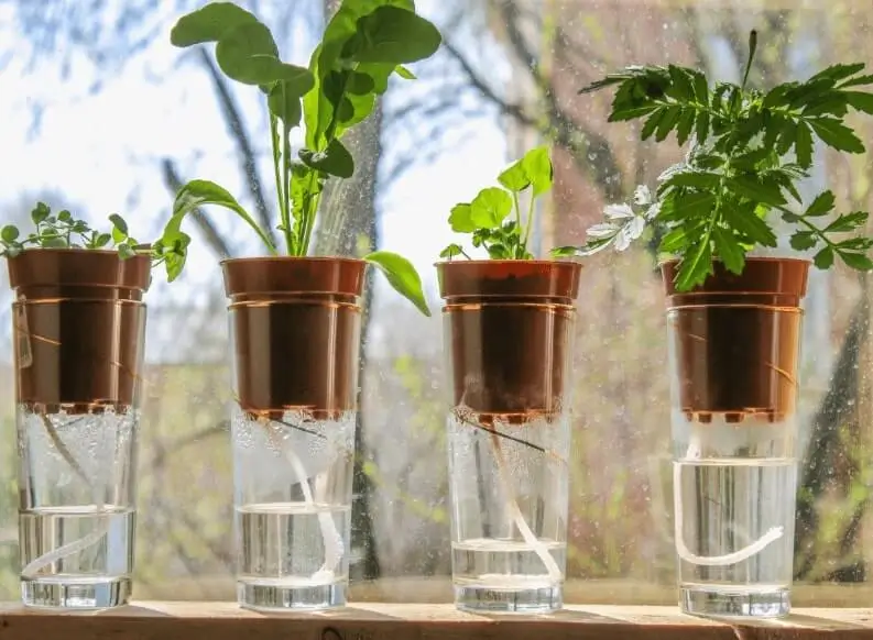 growing fruit in containers in small spaces