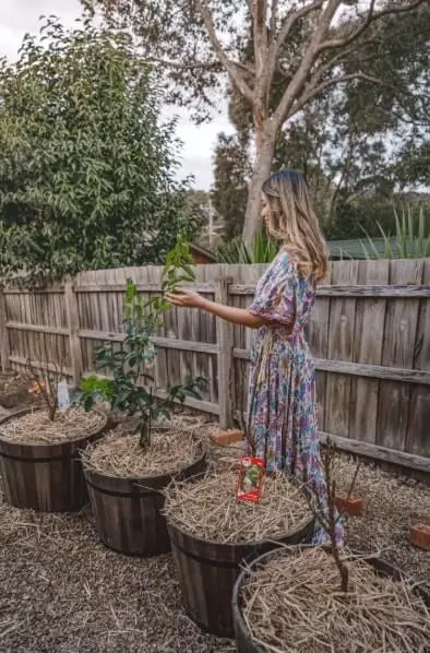 how container size affects watering fruit trees