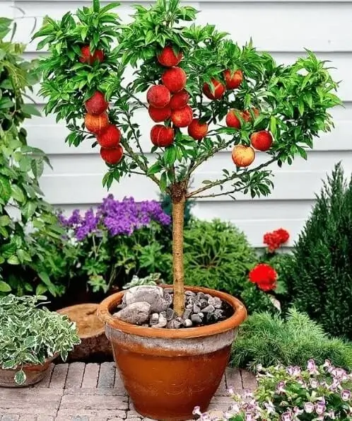 how container size affects watering fruit trees