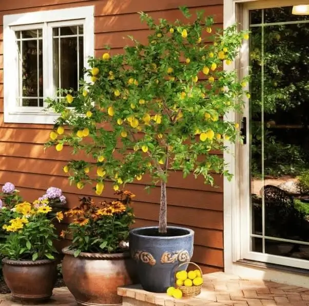 how container size affects watering fruit trees