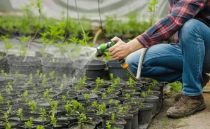 how often should I water fruit trees in pots