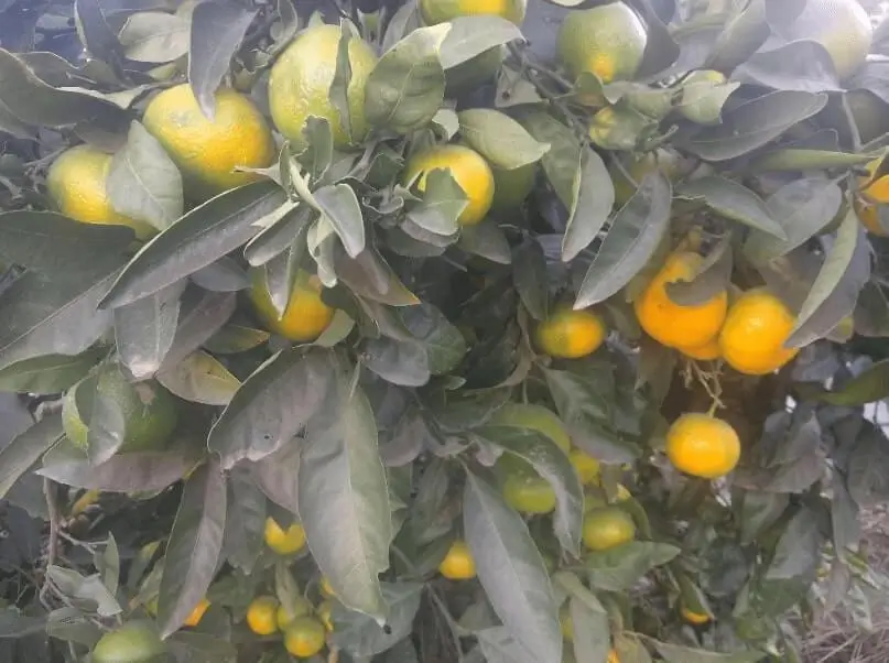 how often to water citrus trees in containers