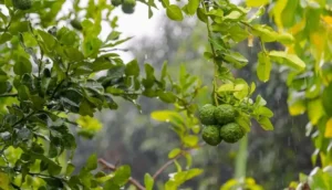 how often to water citrus trees in containers