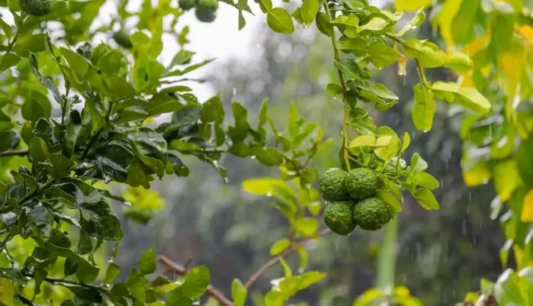 how often to water citrus trees in containers