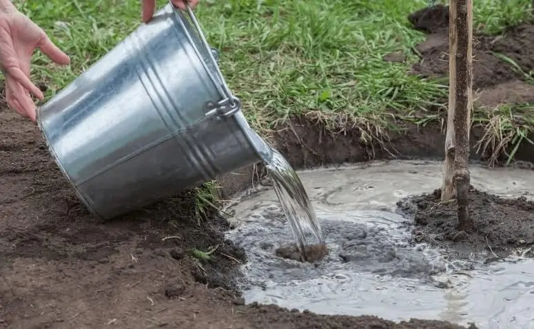 how often to water potted fruit trees