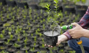 how often to water potted fruit trees