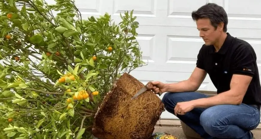 how to plant citrus trees in containers