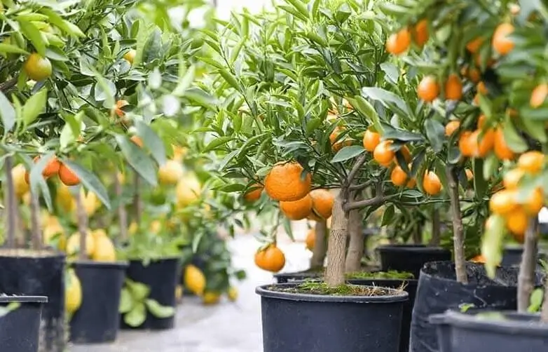 how to plant citrus trees in containers