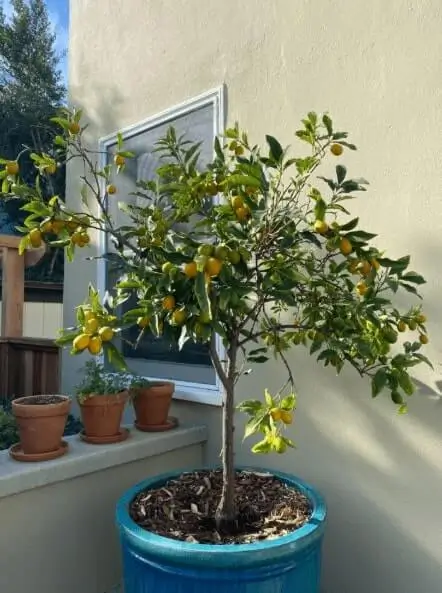 how to plant citrus trees in containers
