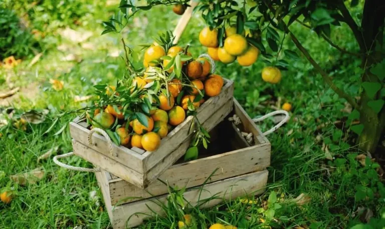 how to plant citrus trees in containers