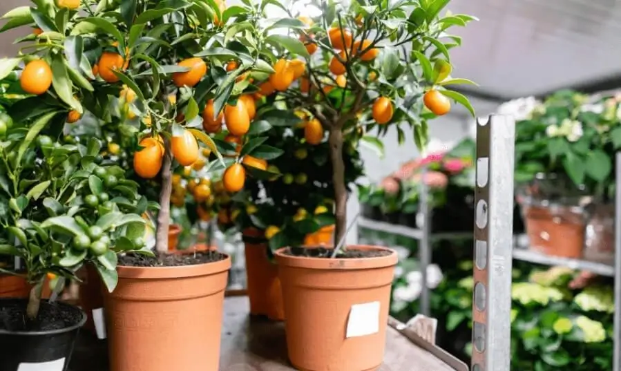 indoor fruit gardening