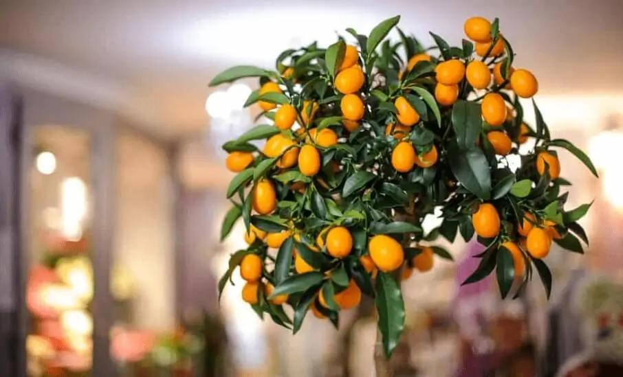 indoor fruit gardening