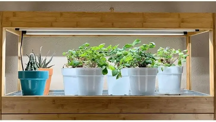 indoor fruit gardening