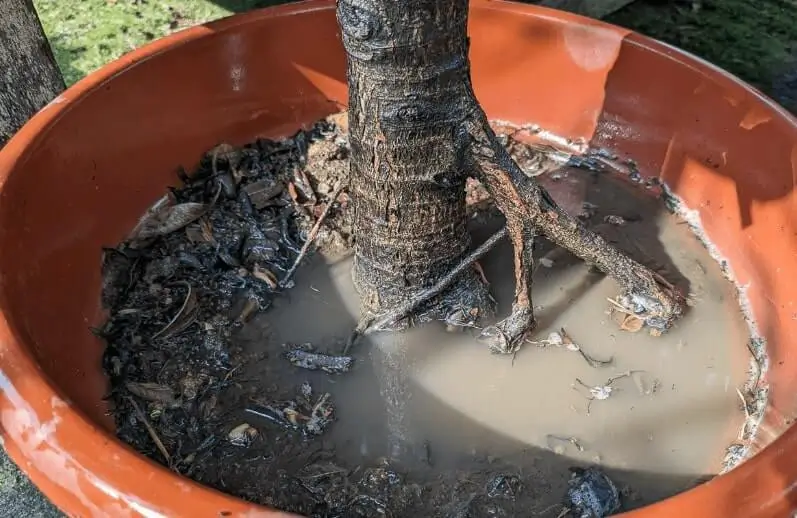 signs of overwatering potted fruit trees