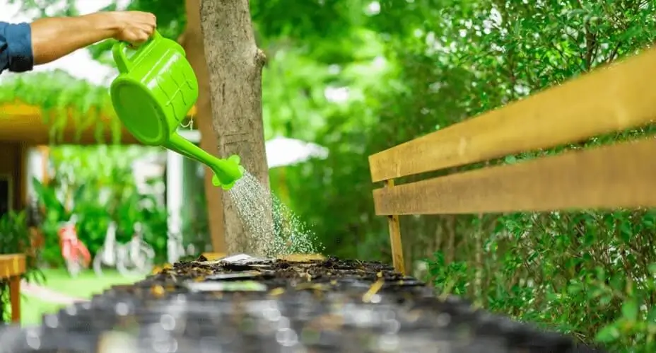 signs of overwatering potted fruit trees