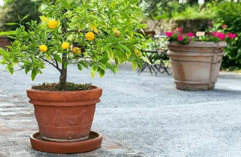 sunlight requirements for citrus in containers