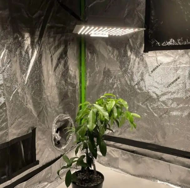sunlight requirements for citrus in containers