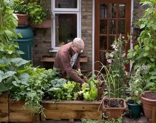 vertical fruit gardening