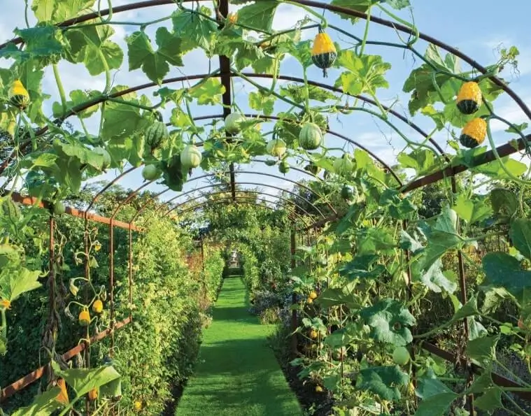 vertical fruit gardening