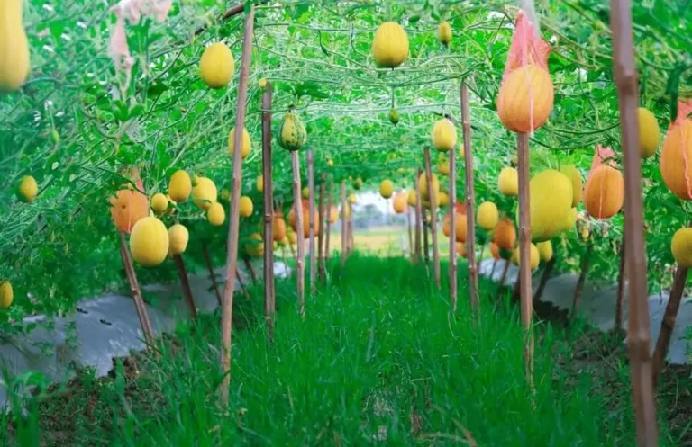 vertical fruit gardening