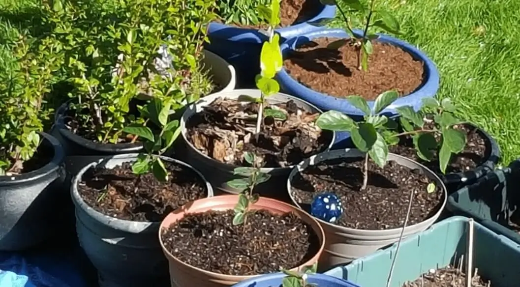 watering potted fruit trees in summer
