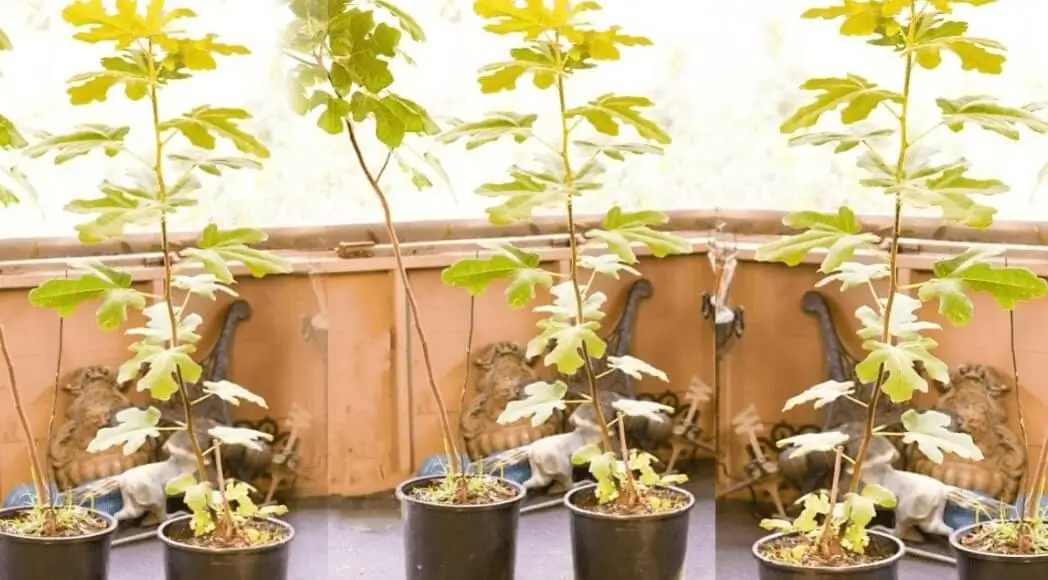 watering potted fruit trees in winter