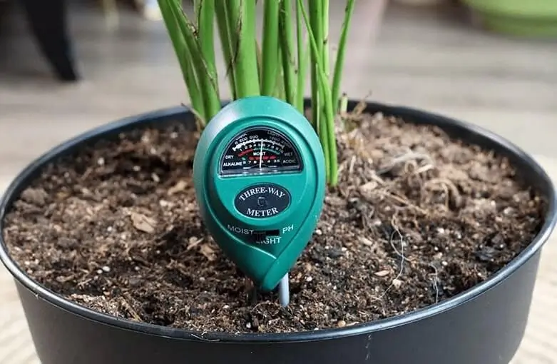 watering potted fruit trees in winter