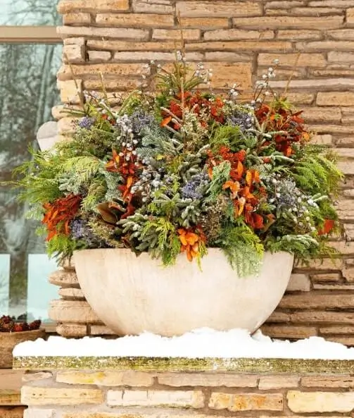 watering potted fruit trees in winter