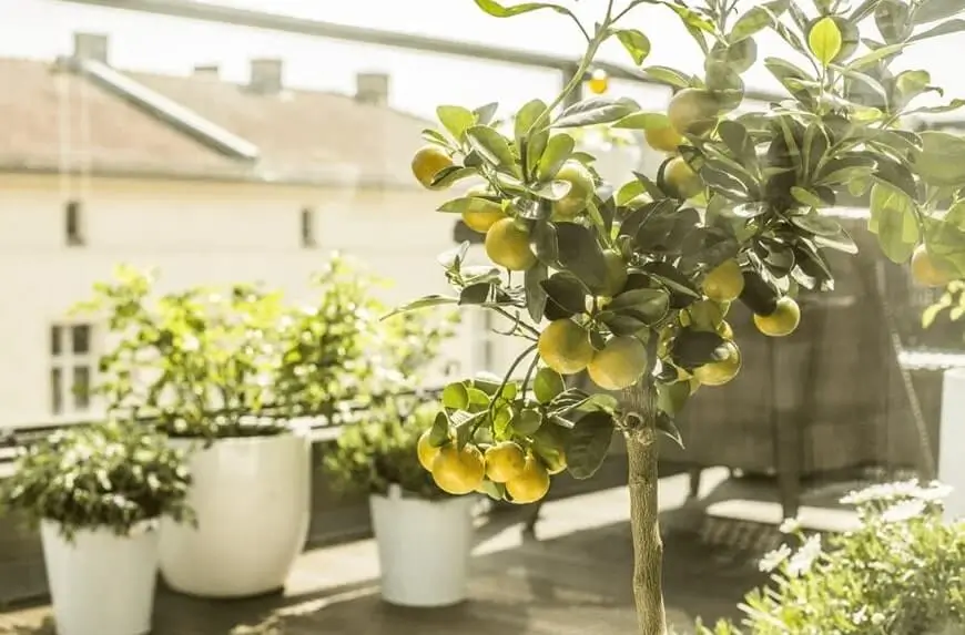 watering schedule for potted fruit trees