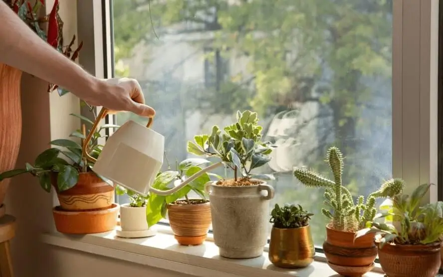 watering schedule for potted fruit trees