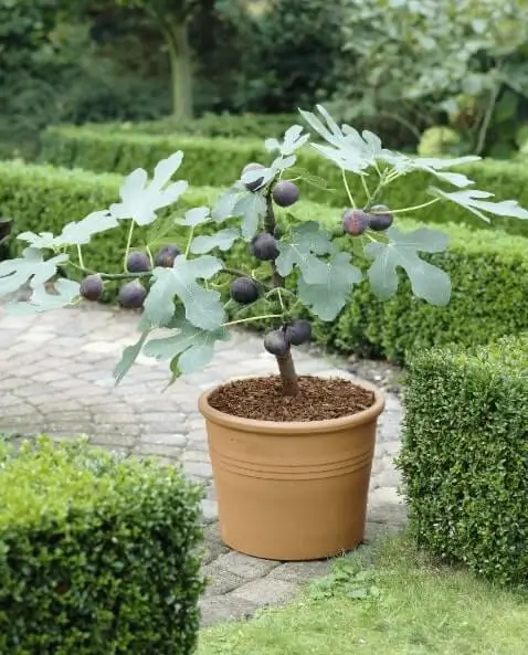 watering schedule for potted fruit trees