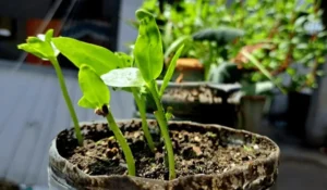 Acidic Soil Problems in Pots