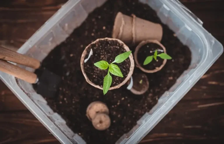 Alkaline Soil Issues in Containers