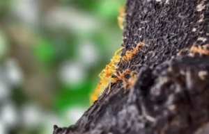 Ants in Fruit Tree Containers