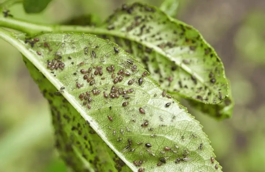Aphids on fruit trees in pots