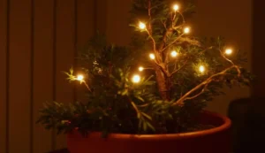 Artificial Light Problems for Fruit Trees