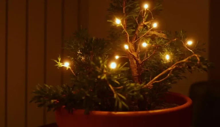 Artificial Light Problems for Fruit Trees