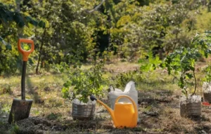 Best Fruit Trees for Urban Areas