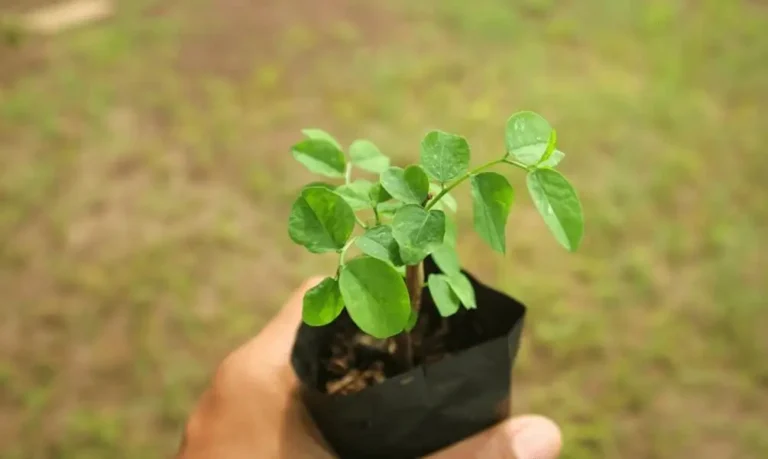 Best Soil for Fig Trees in Pots
