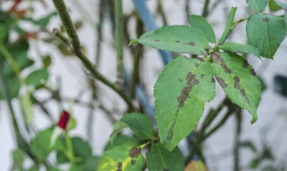Black Spots on Fruit Tree Leaves