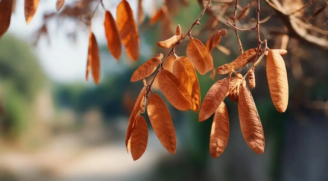 Brown leaf tips on fruit trees