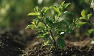 Can Fruit Trees Grow in Sand